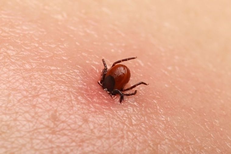 Očkování proti klíšťové encefalitidě